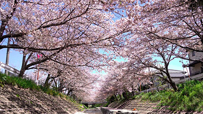 柳田橋の桜並木